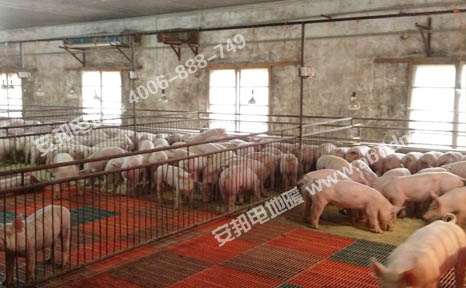 猪场使用的电地暖保温