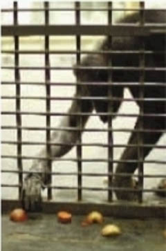 猩猩用地暖